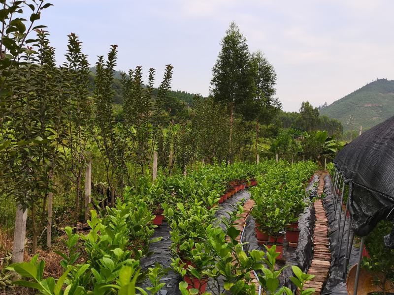 佛手盆景，佛手苗，带果盆景。