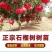 石榴树苗突尼斯软籽石榴苗盆栽地栽南北方种植大红袍石榴当年