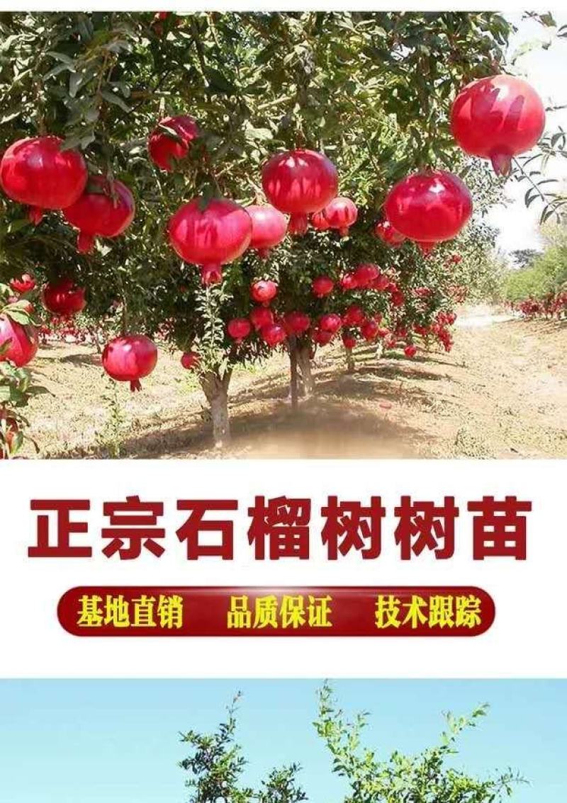 石榴树苗突尼斯软籽石榴苗盆栽地栽南北方种植大红袍石榴当年