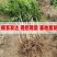 石榴树苗突尼斯软籽石榴苗盆栽地栽南北方种植大红袍石榴当年