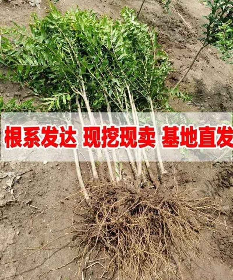 石榴树苗突尼斯软籽石榴苗盆栽地栽南北方种植大红袍石榴当年