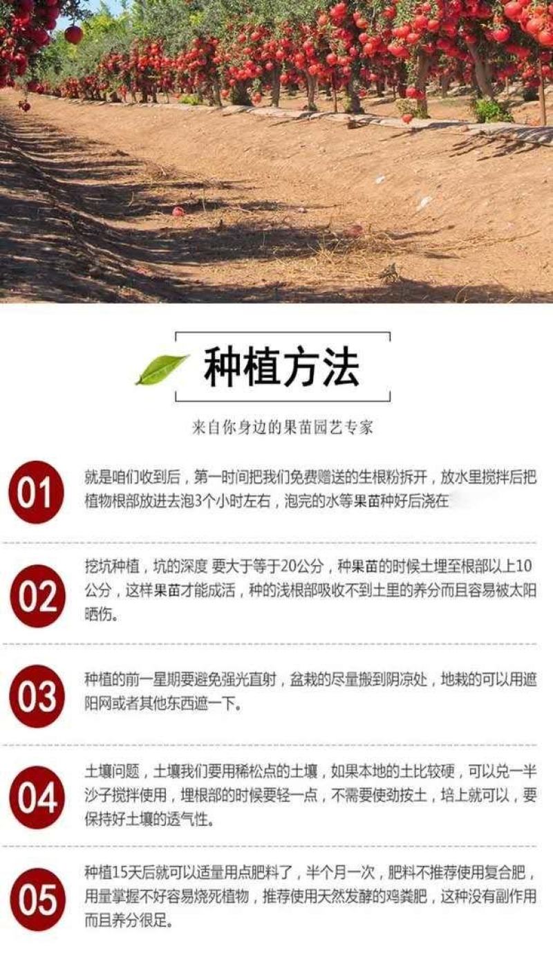石榴树苗突尼斯软籽石榴苗盆栽地栽南北方种植大红袍石榴当年