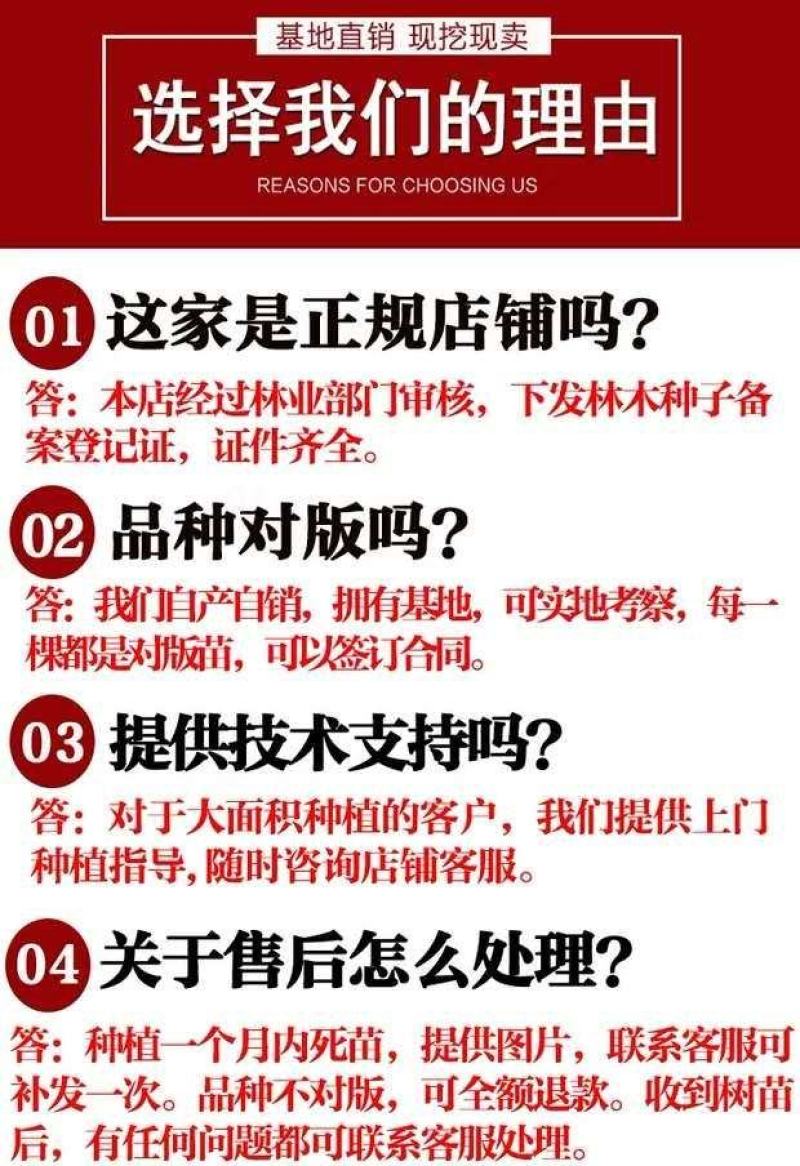 石榴树苗突尼斯软籽石榴苗盆栽地栽南北方种植大红袍石榴当年