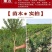 石榴树苗突尼斯软籽石榴苗盆栽地栽南北方种植大红袍石榴当年