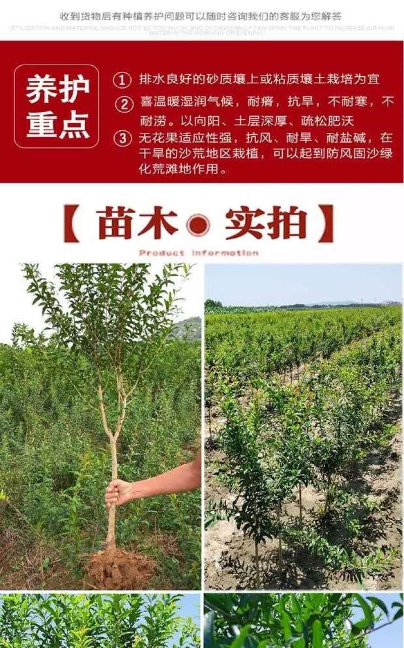 石榴树苗突尼斯软籽石榴苗盆栽地栽南北方种植大红袍石榴当年