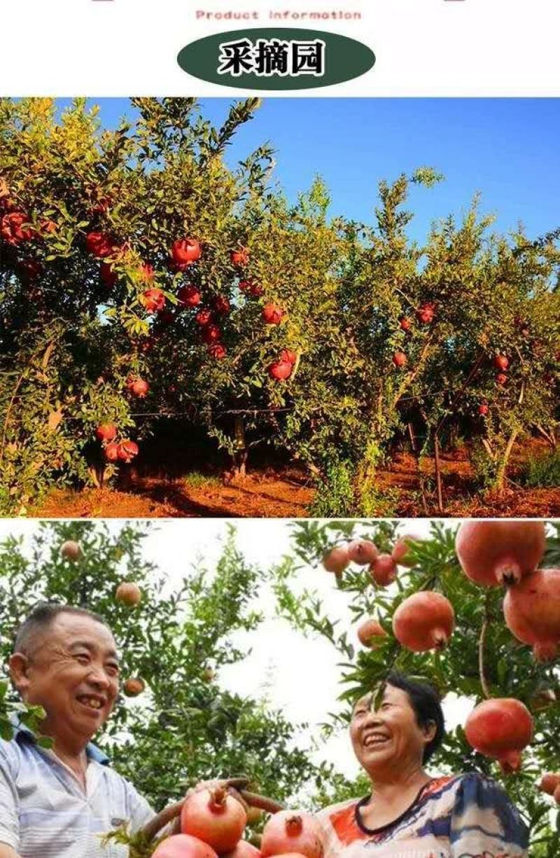 石榴树苗突尼斯软籽石榴苗盆栽地栽南北方种植大红袍石榴当年