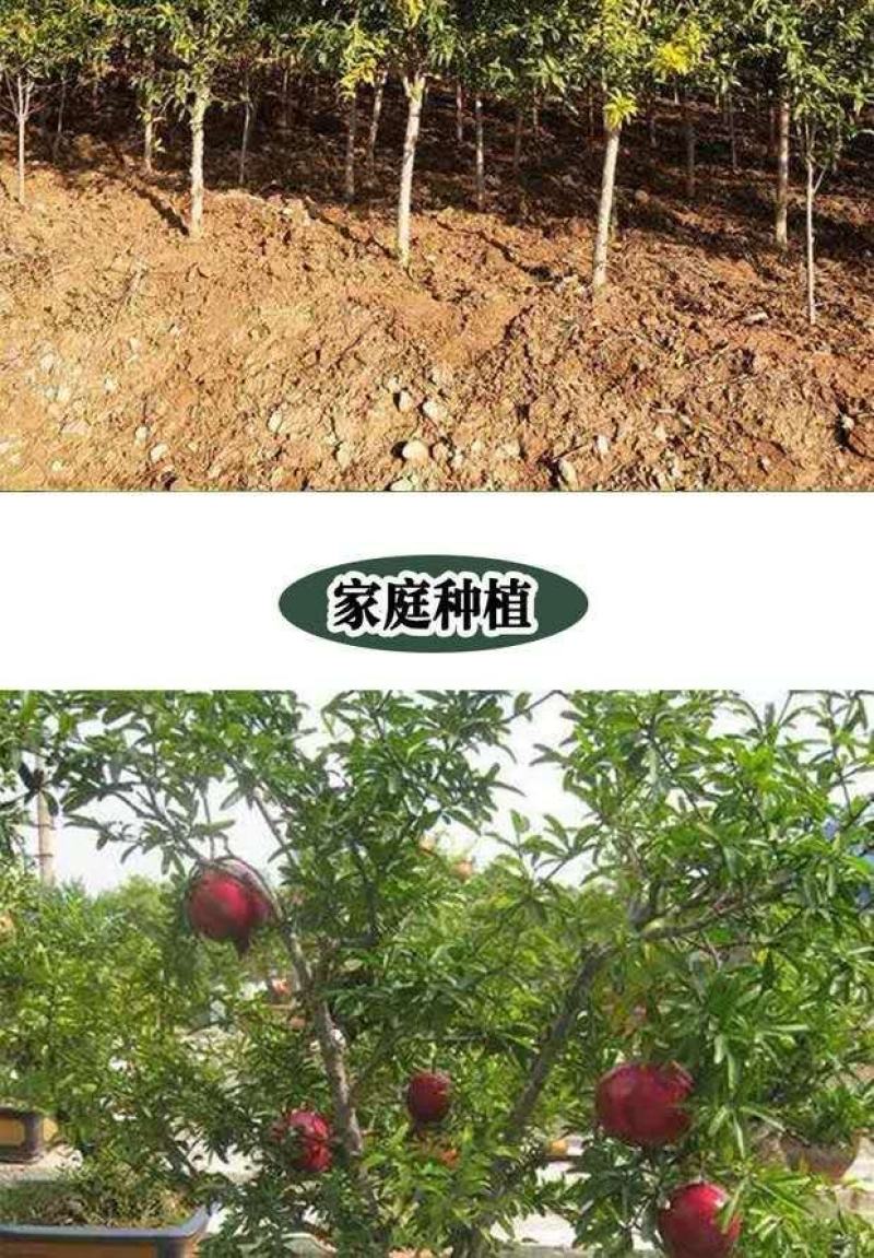 石榴树苗突尼斯软籽石榴苗盆栽地栽南北方种植大红袍石榴当年