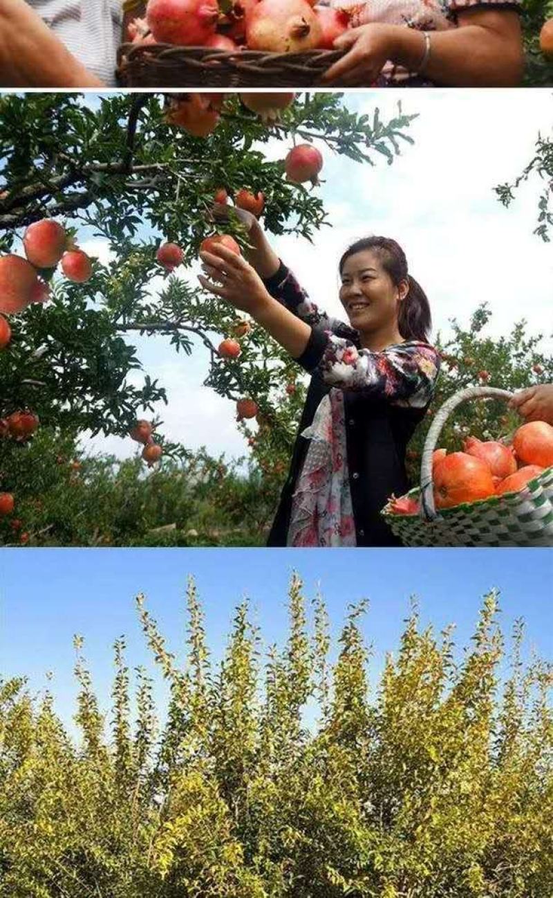 石榴树苗突尼斯软籽石榴苗盆栽地栽南北方种植大红袍石榴当年