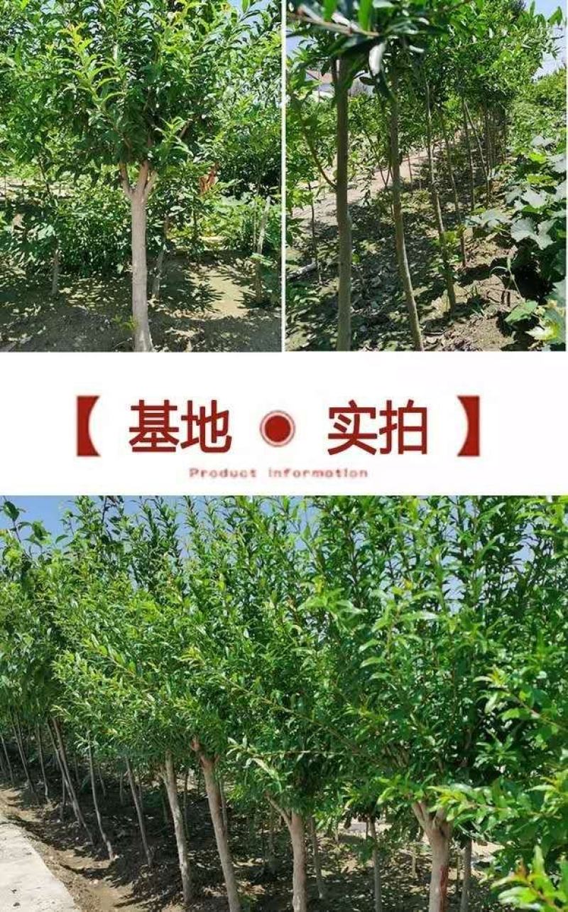 石榴树苗突尼斯软籽石榴苗盆栽地栽南北方种植大红袍石榴当年
