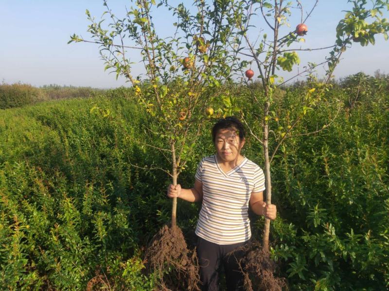 石榴树苗突尼斯软籽石榴苗盆栽地栽南北方种植大红袍石榴当年