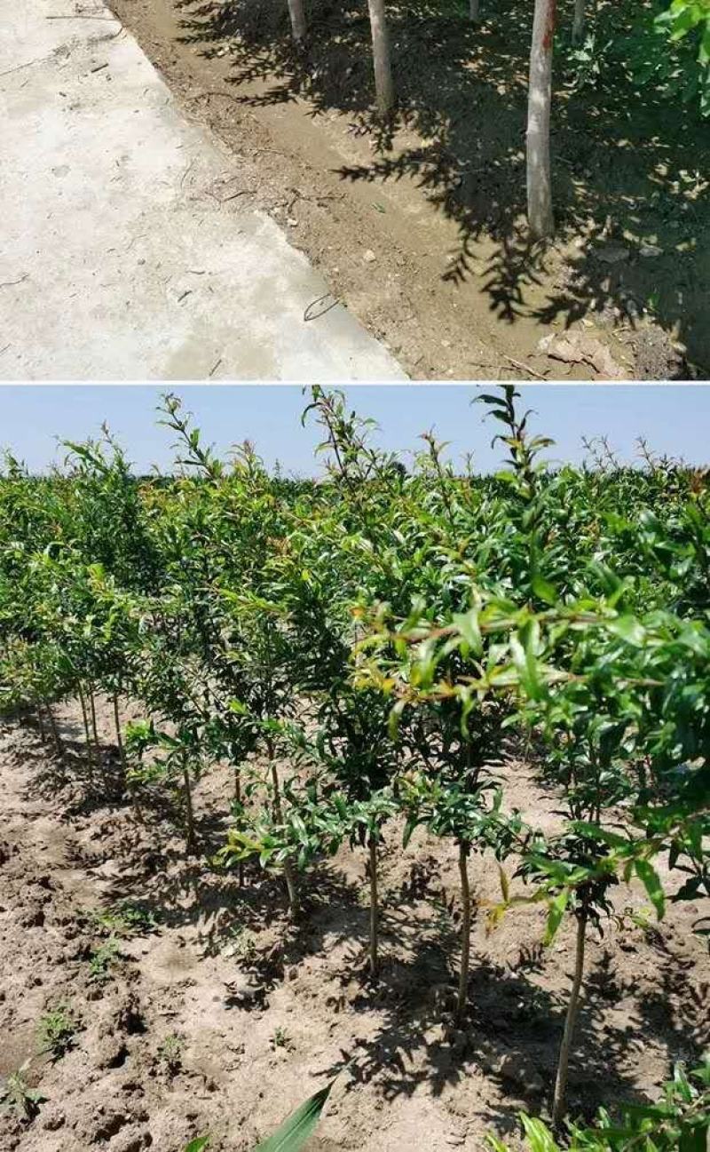 石榴树苗突尼斯软籽石榴苗盆栽地栽南北方种植大红袍石榴当年