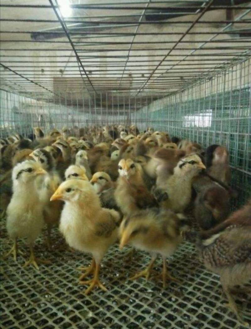 鸡鸭禽类漏粪板漏粪网厚料脚垫纯料制作厂家直销