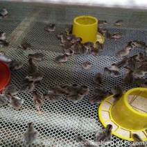 鸡鸭禽类漏粪板漏粪网厚料脚垫纯料制作厂家直销