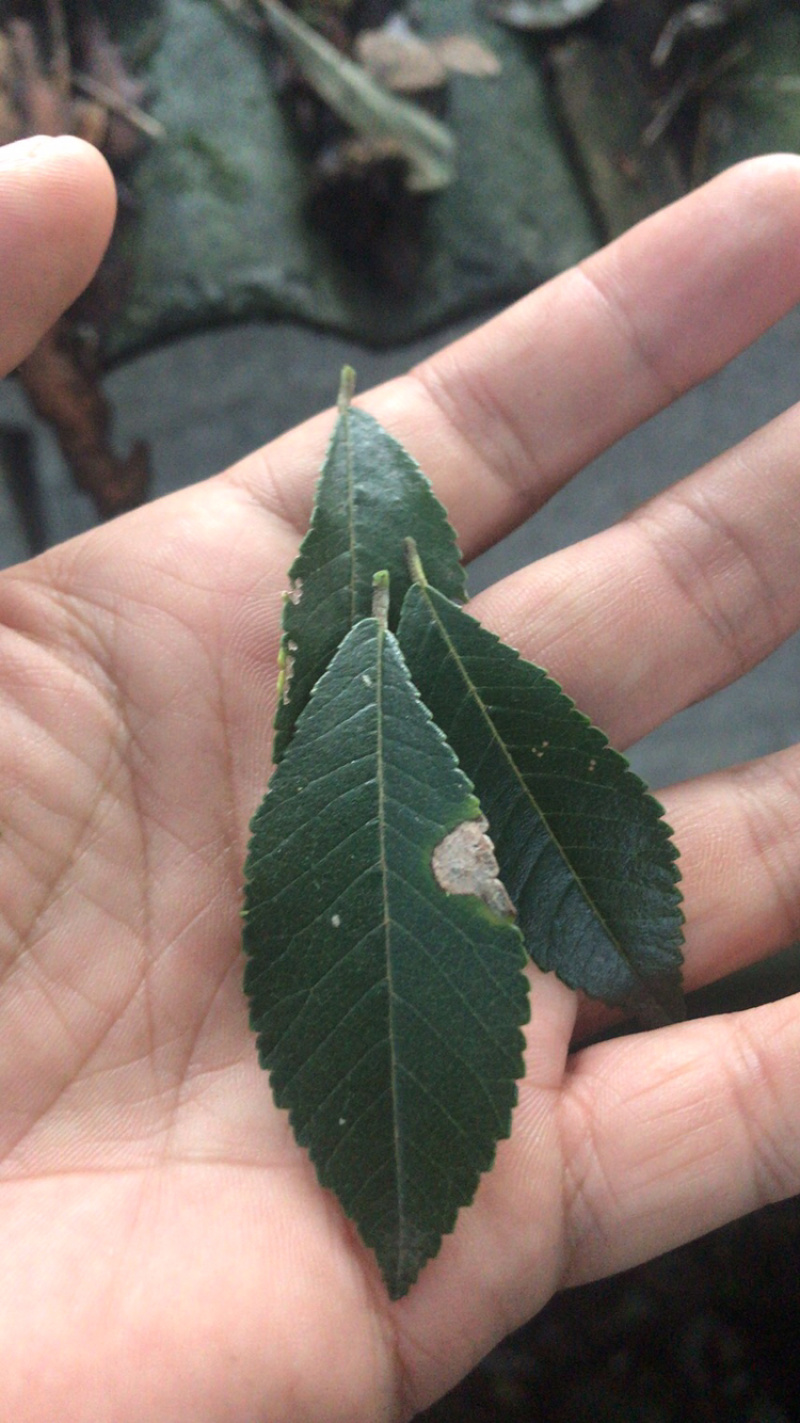 老院的铁榔榆树，价格优惠，先到先得
