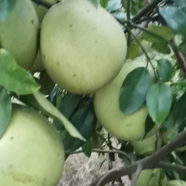 自己家的果园红心柚子