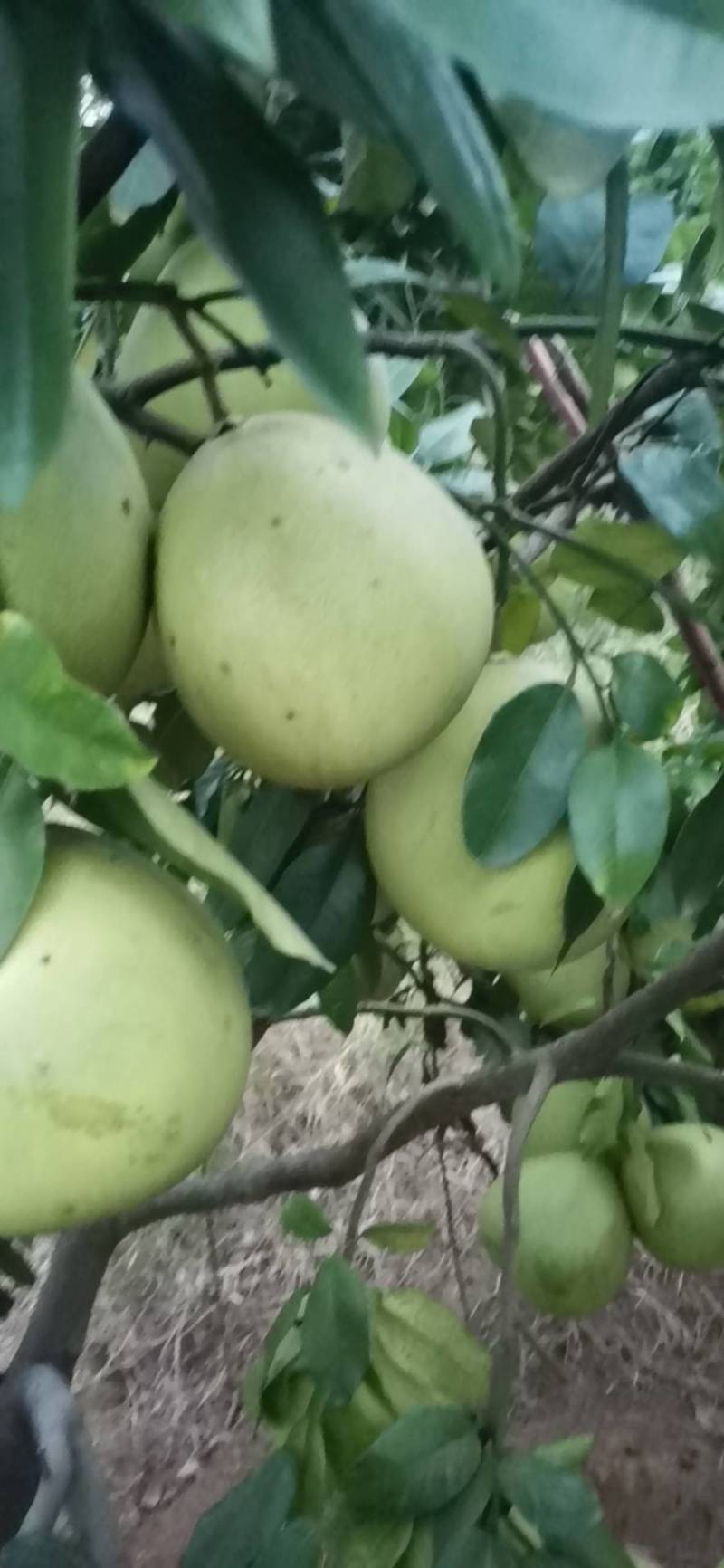 自己家的果园红心柚子