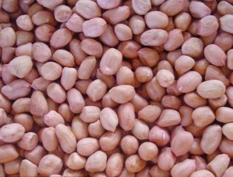 花生米，鲁花8号小白沙，产地直销大量供货，价格便宜质量高
