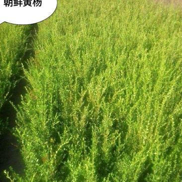 朝鲜黄杨40-60公分