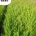 朝鲜黄杨40-60公分