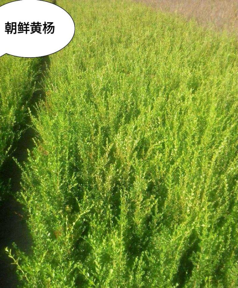 朝鲜黄杨40-60公分