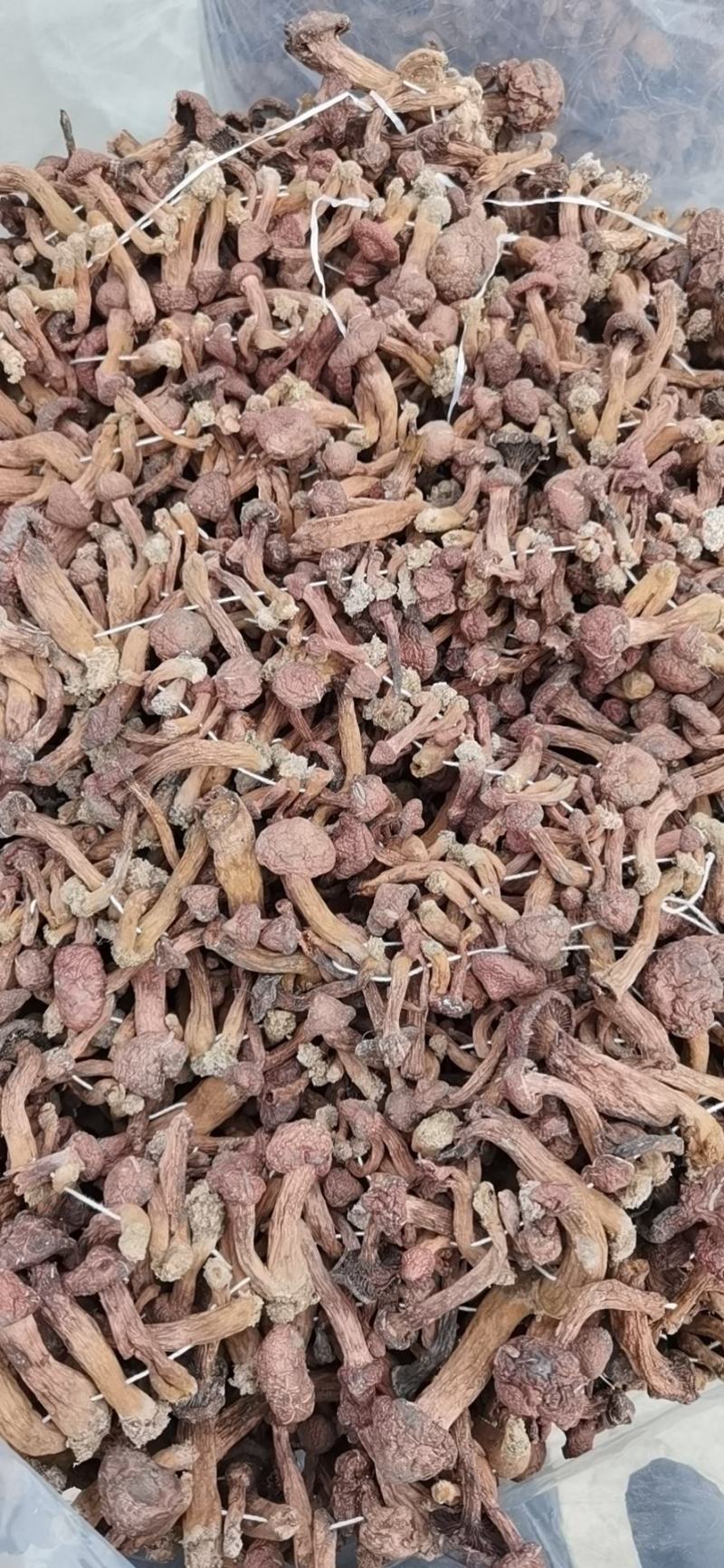 肉磨，高中低当都有货，小白礳