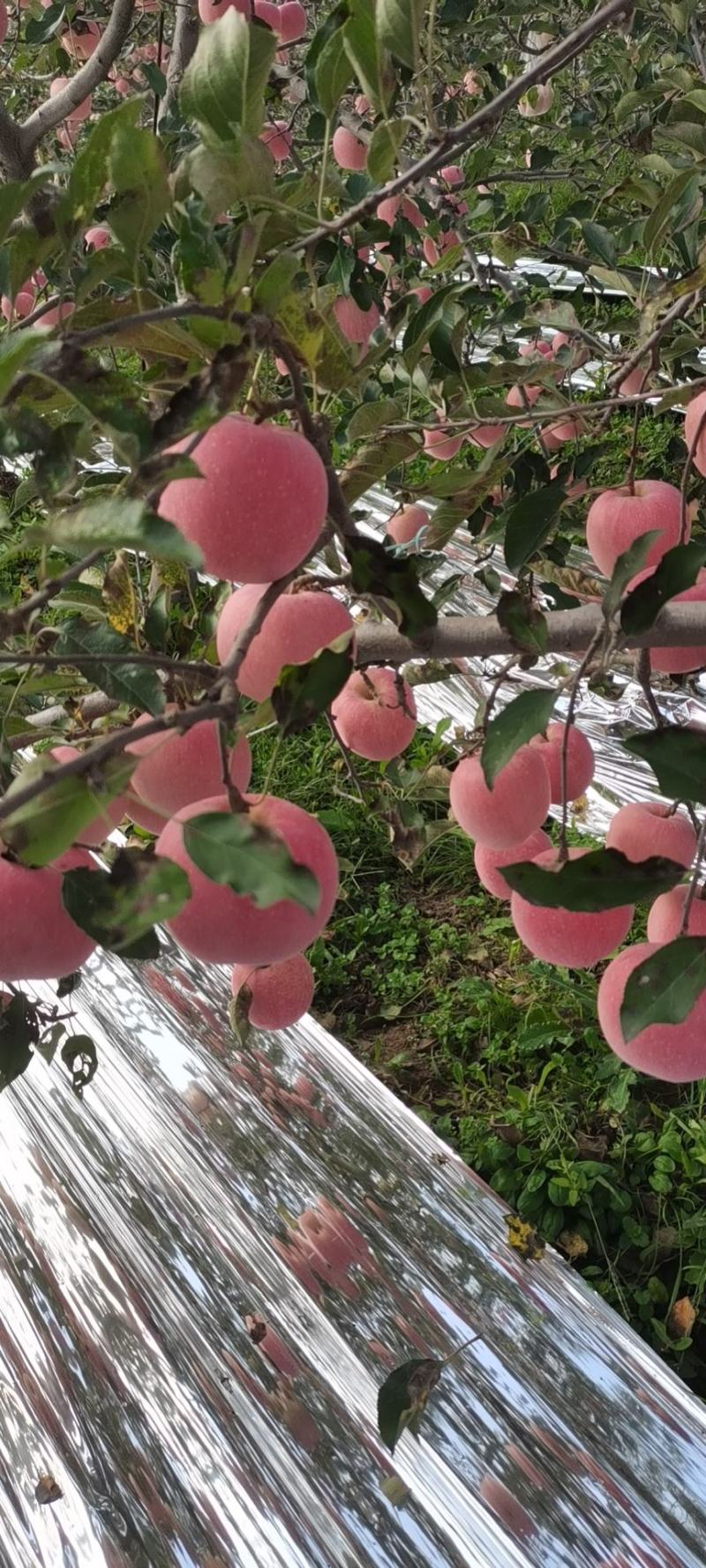 苹果陕西苹果货源充足大量上市五包点