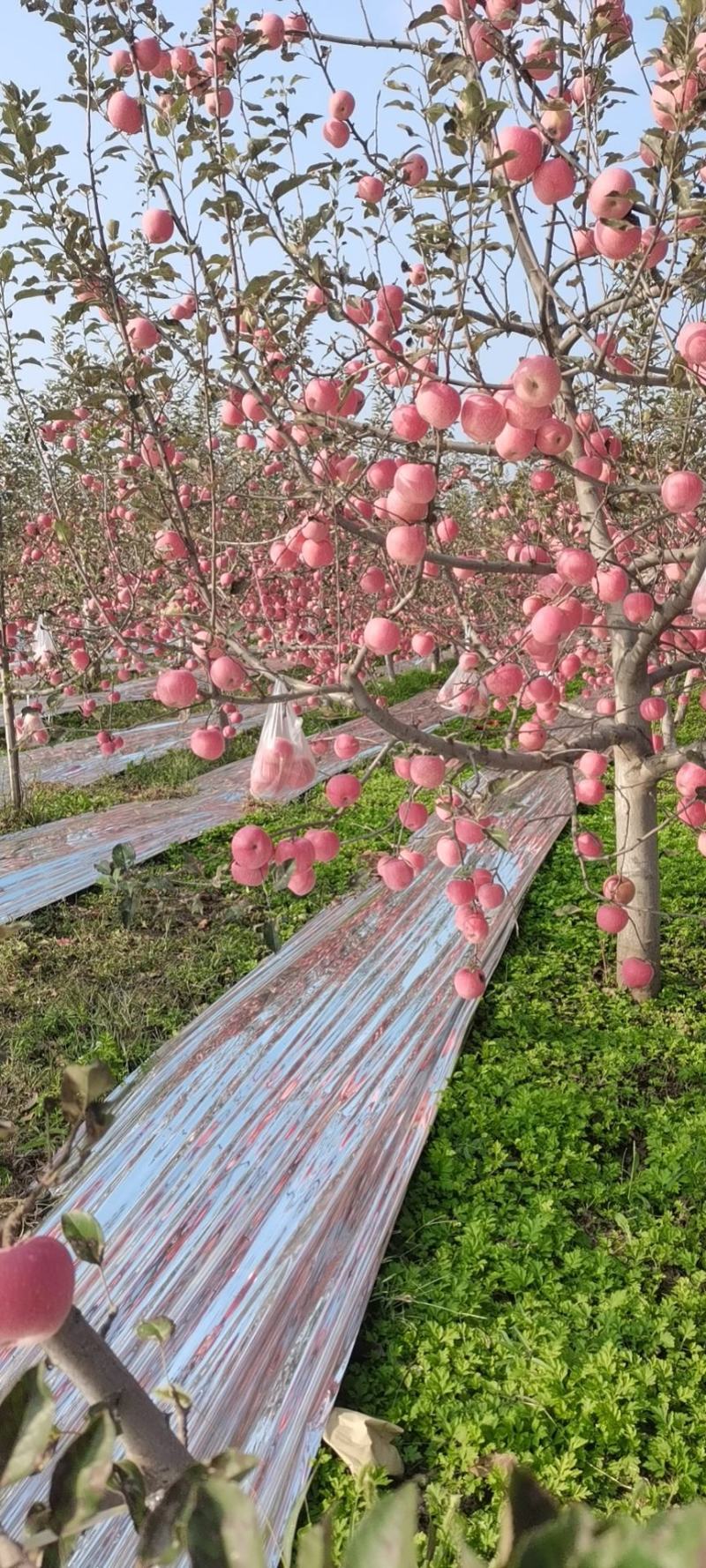 苹果陕西苹果货源充足大量上市五包点