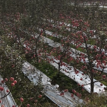 苹果陕西苹果货源充足大量上市五包点