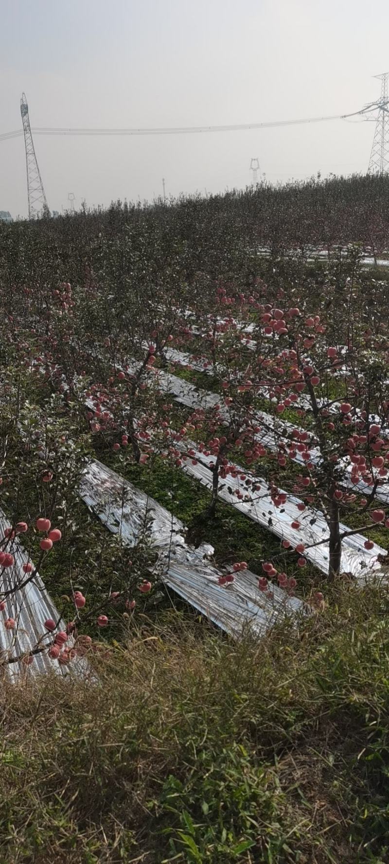 苹果陕西苹果货源充足大量上市五包点