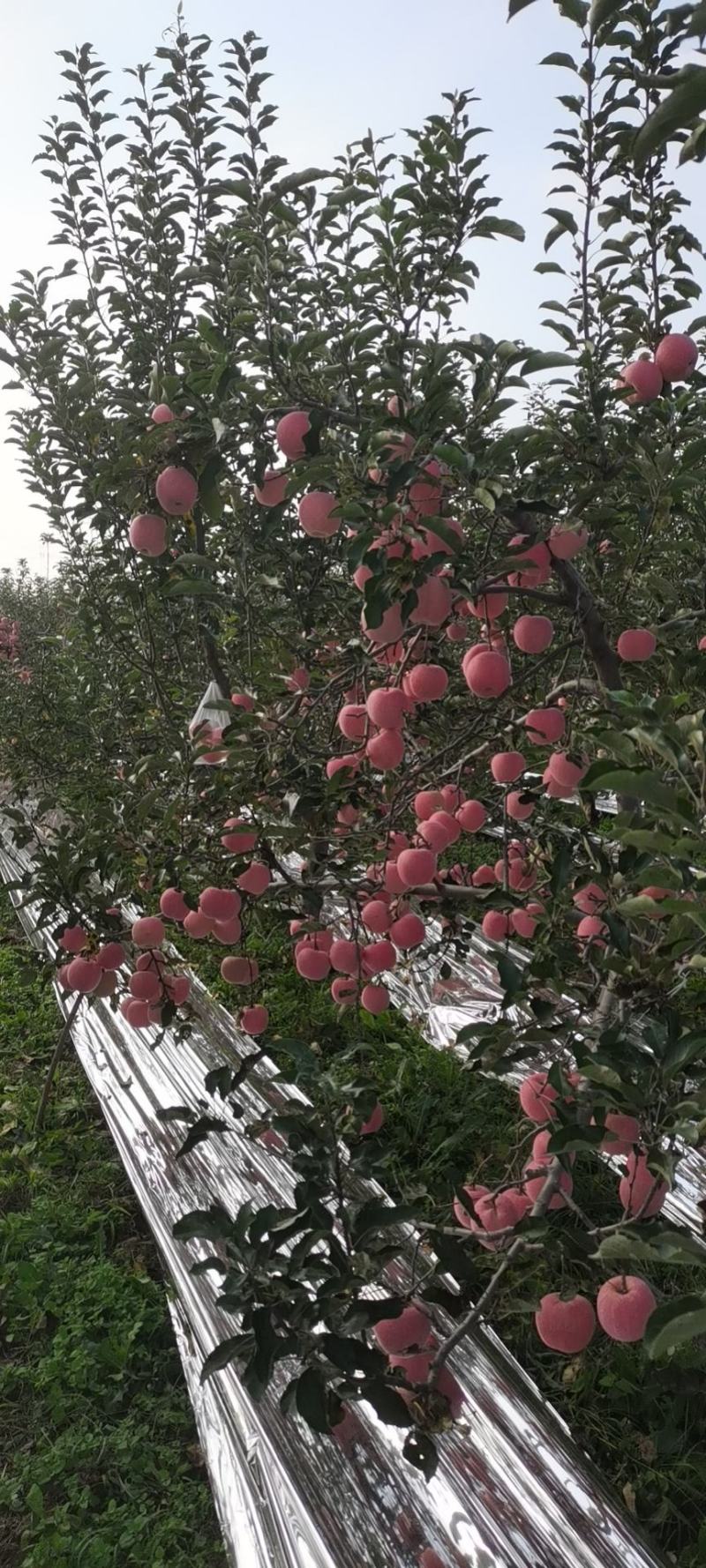 苹果陕西苹果货源充足大量上市五包点
