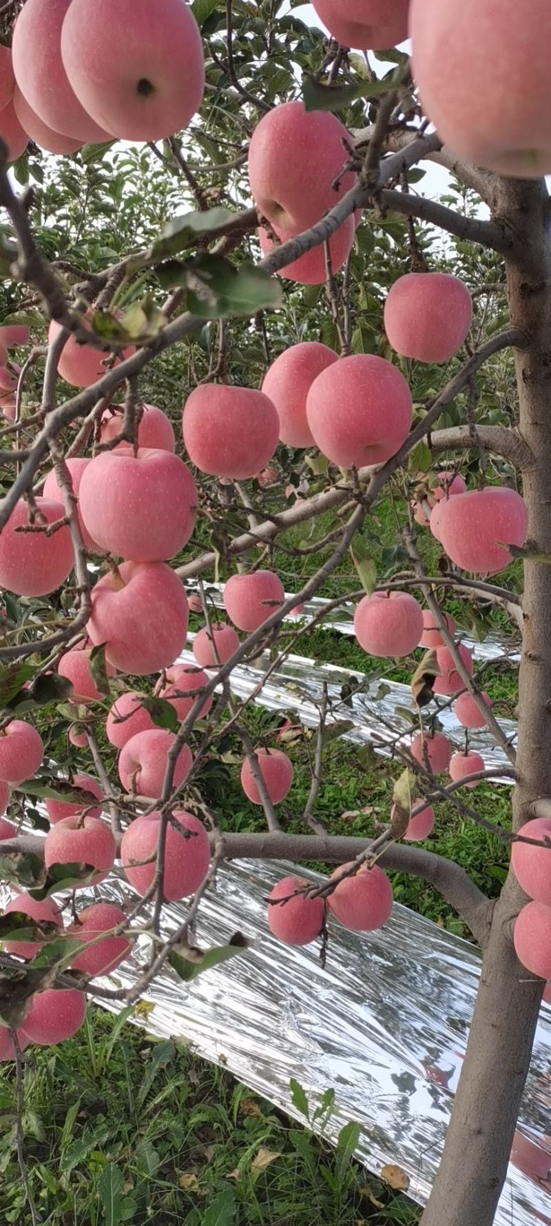 苹果陕西苹果货源充足大量上市五包点