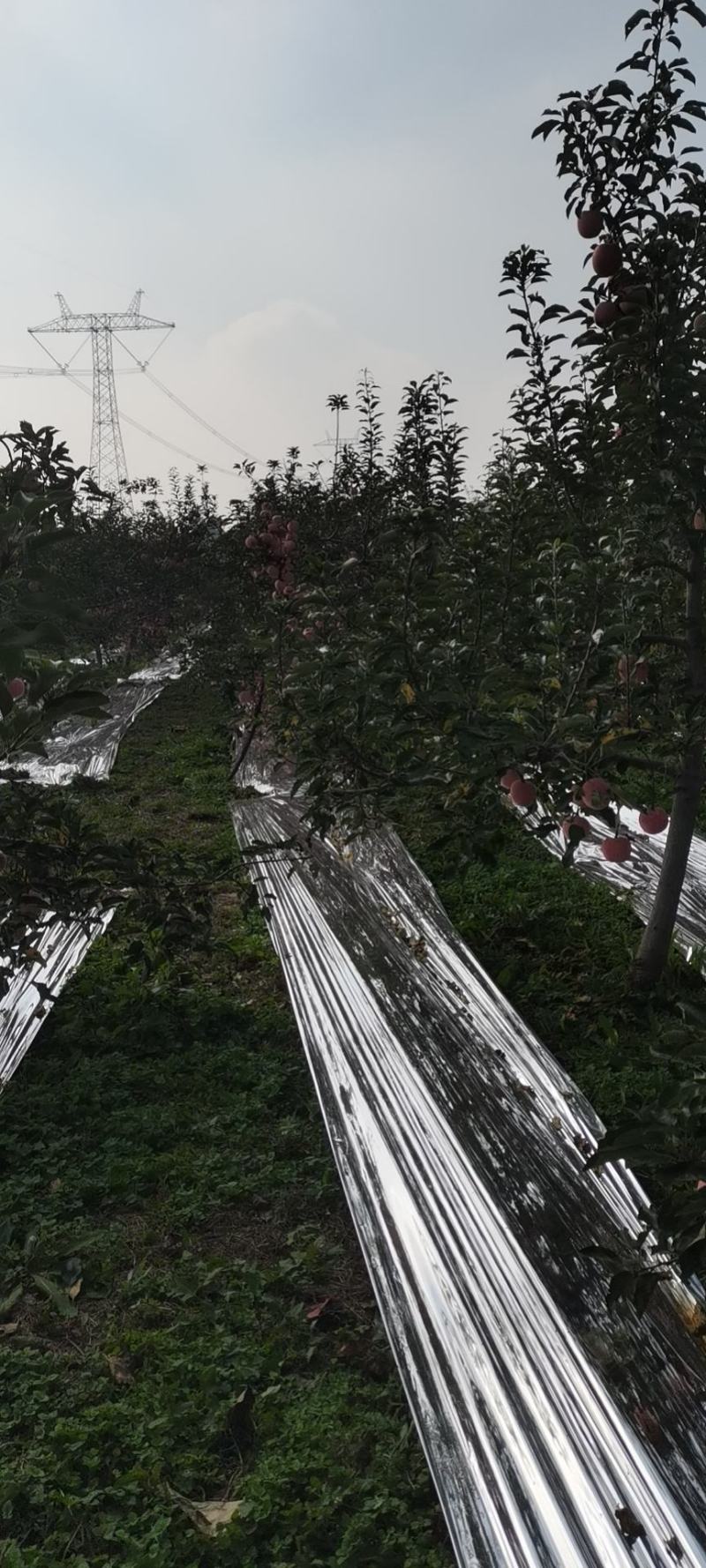 苹果陕西苹果货源充足大量上市五包点