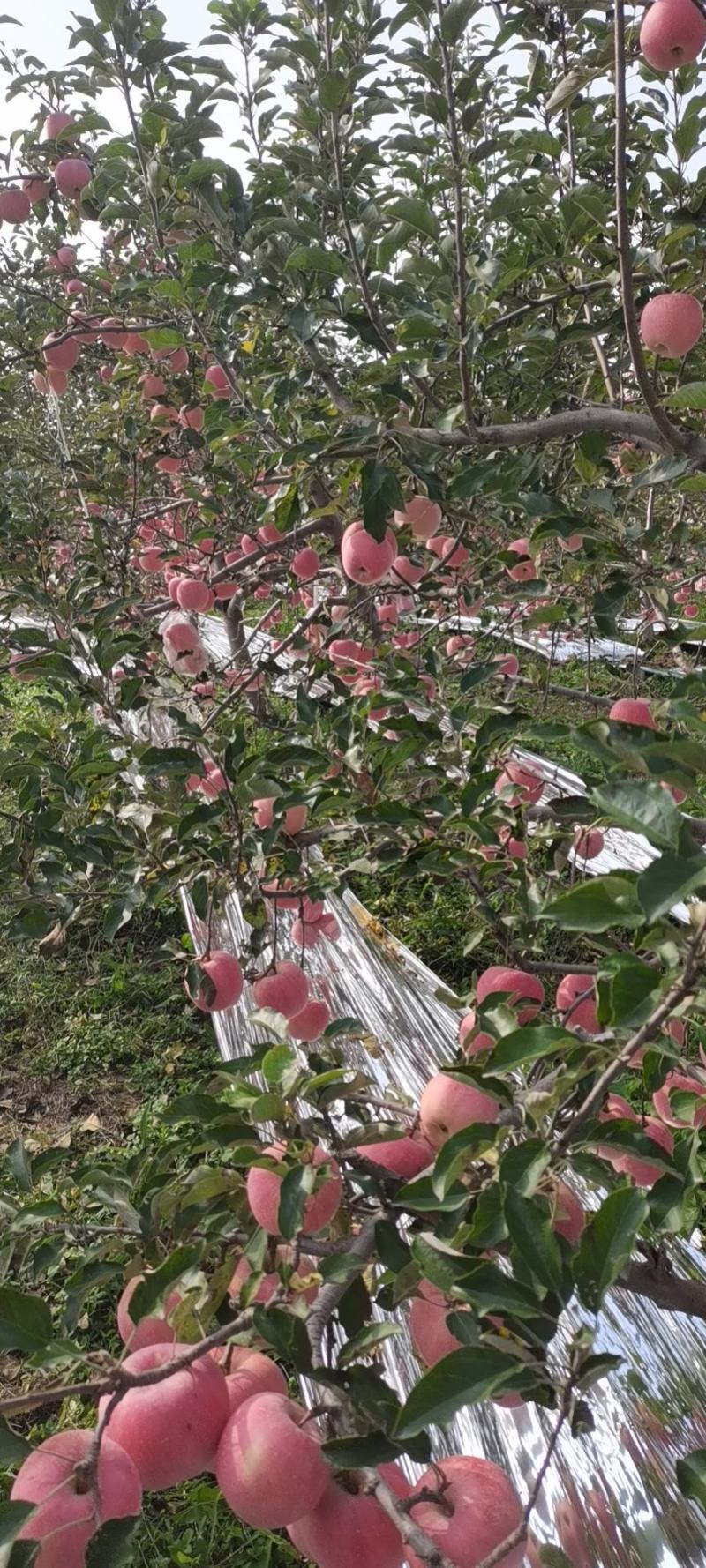 苹果陕西苹果货源充足大量上市五包点