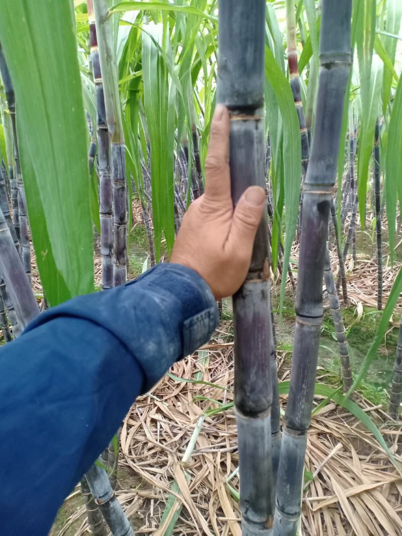 24年甘蔗大量上市，质量好，需要新老客户联系