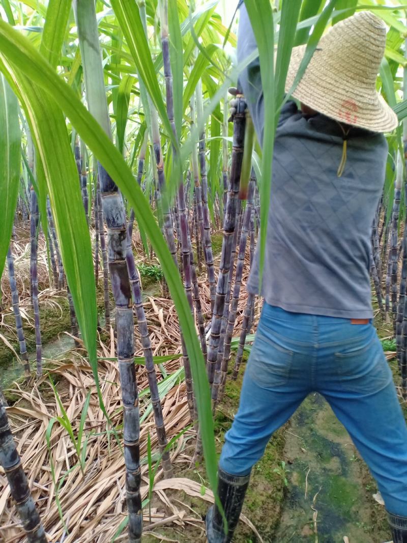 24年甘蔗大量上市，质量好，需要新老客户联系