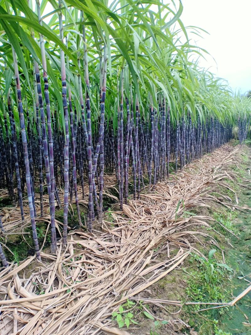 24年甘蔗大量上市，质量好，需要新老客户联系