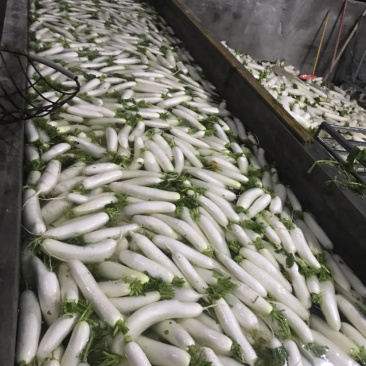 加工厂白萝卜、切片、做干、切条