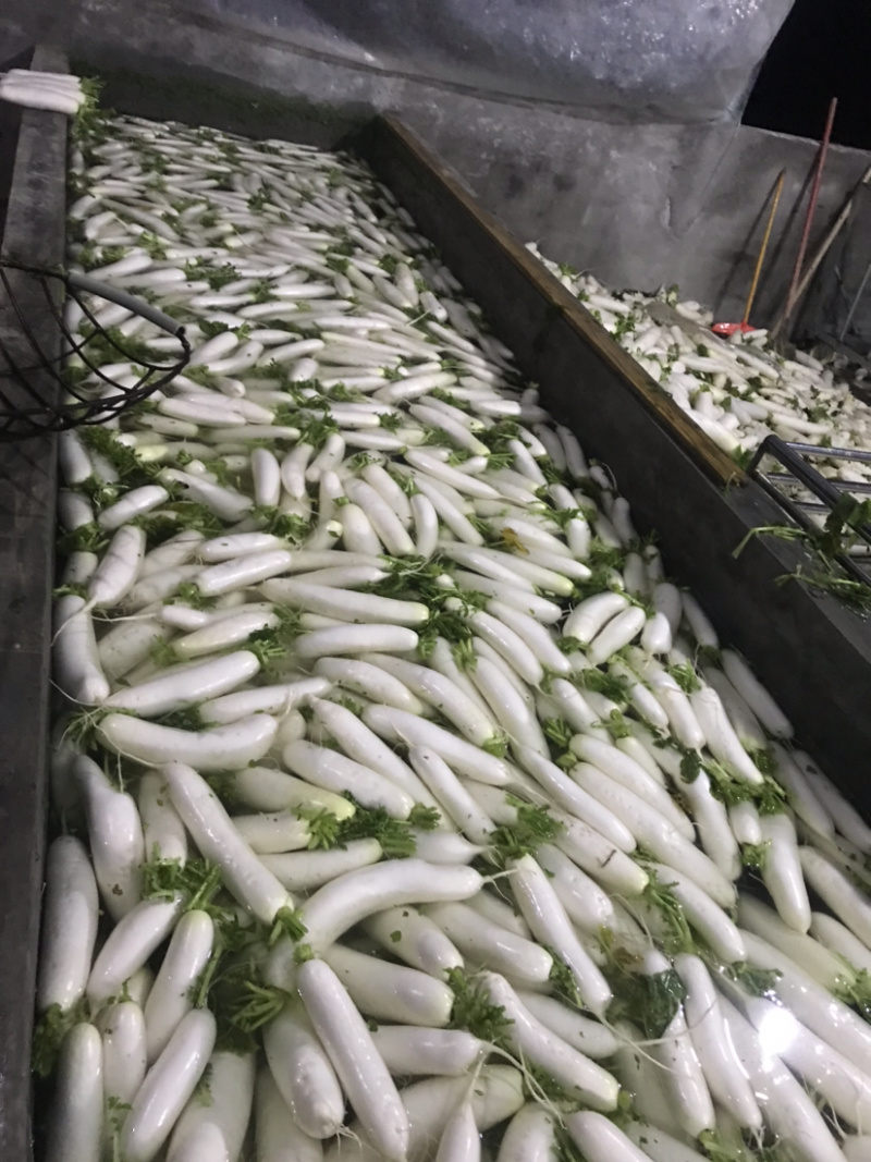 加工厂白萝卜、切片、做干、切条