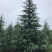 雪松/四季常绿的雪松树/宝塔形的姿态美丽如云