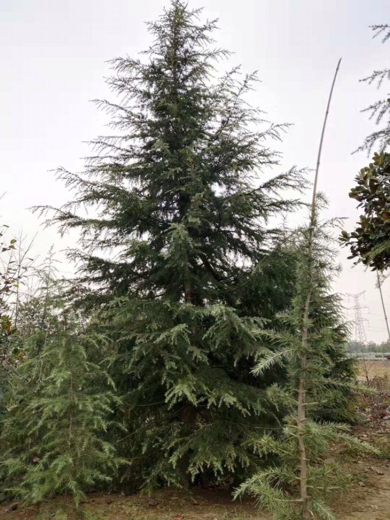 雪松/四季常绿的雪松树/宝塔形的姿态美丽如云
