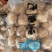 虾滑丸墨鱼丸章鱼丸鲅鱼丸海螺丸手打真材实料火锅