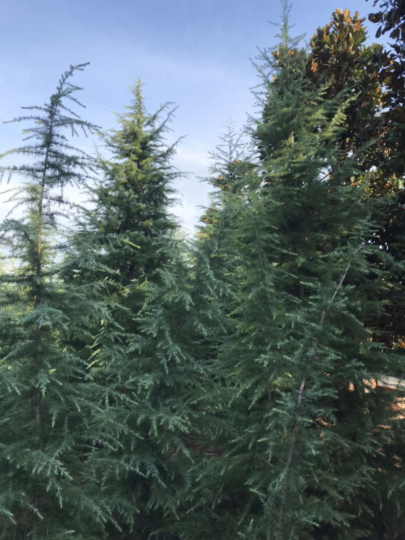 雪松/四季常绿的雪松树/宝塔形的姿态美丽如云