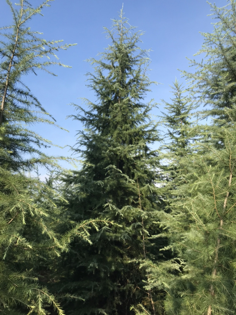 雪松/四季常绿的雪松树/宝塔形的姿态美丽如云