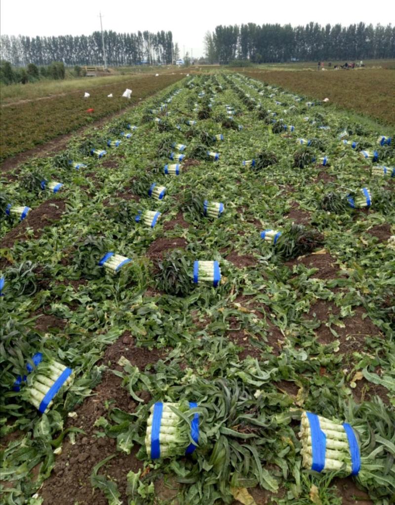 郯城红叶香莴笋产地直发量大从优保质保量一条龙服务