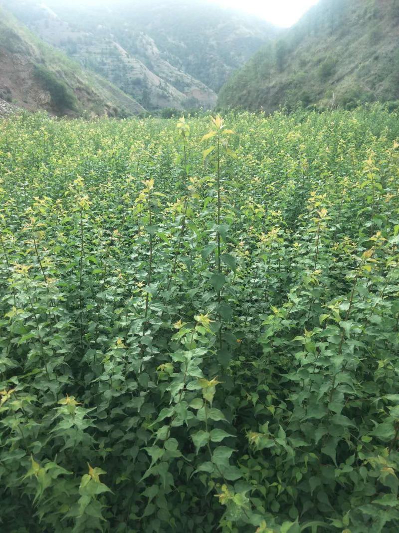 大量出售优质青梅苗一块钱一颗，欢迎订购咨询