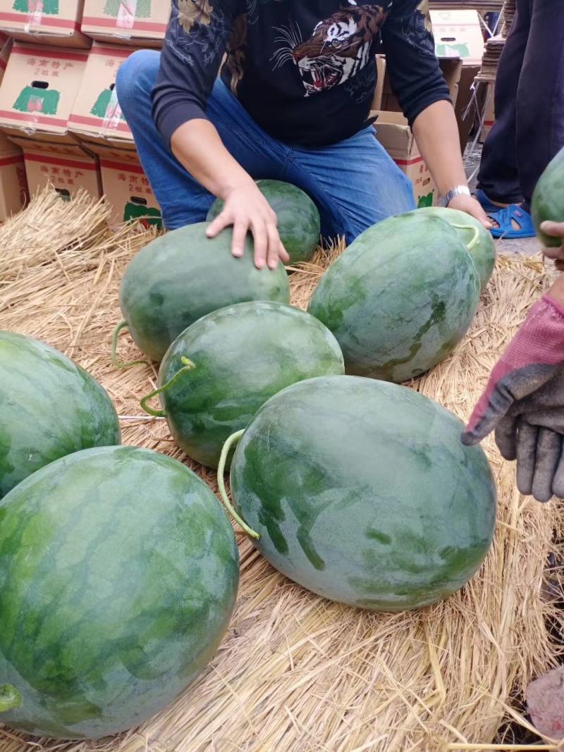 无子西瓜小蜜甜瓜大量上市