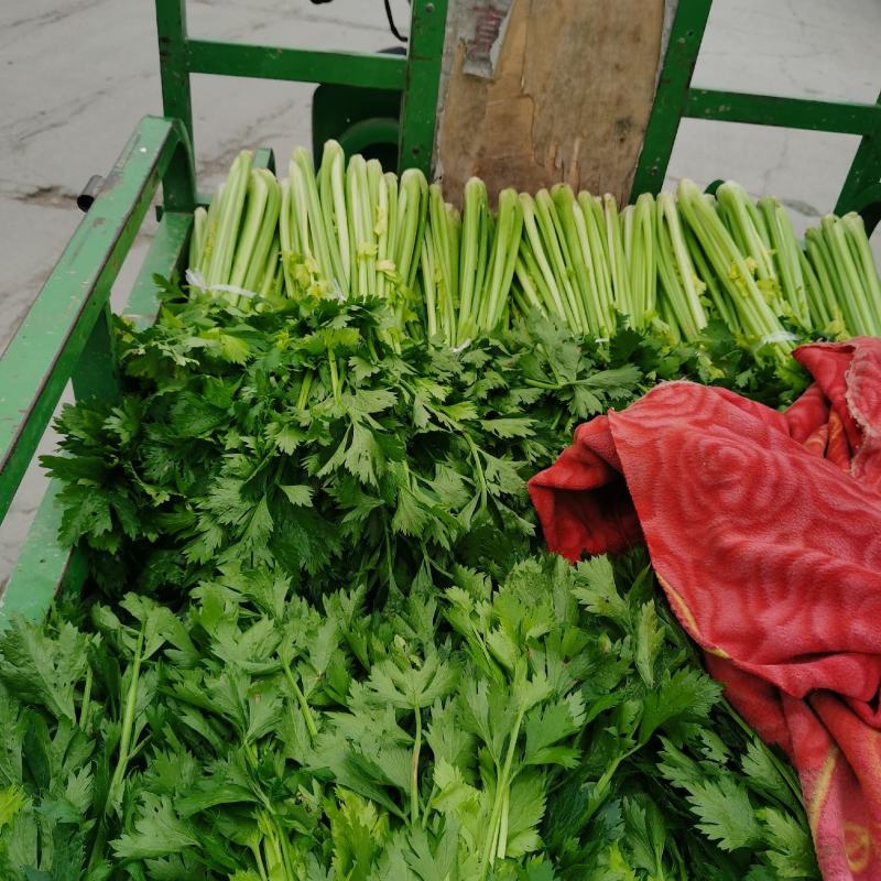 河南芹菜，精品大棚西芹，视频看货，线上保障交易。
