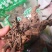落新妇干货个子天然晒干无硫熏量大从优