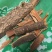 暴马子皮东北干货2斤起包邮量大从优