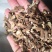 蒲公英根生干货散装量大从优常年经营各种中药材